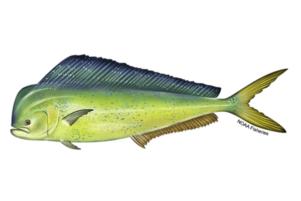 Mahi-Mahi